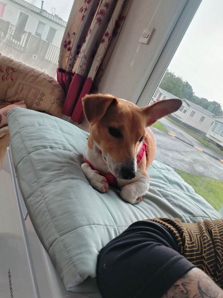 Jack Russel male (Milo)