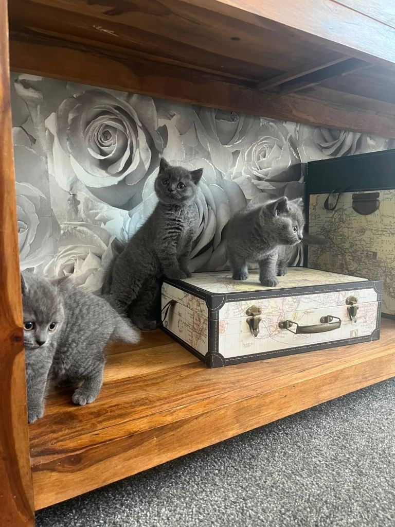 Blue British short hair GCCF registered kittens