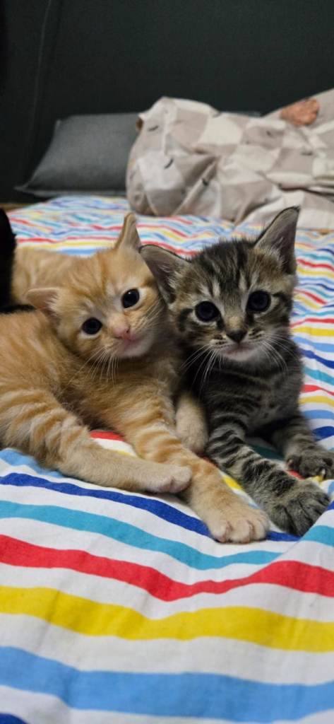 Aegean kittens for sale