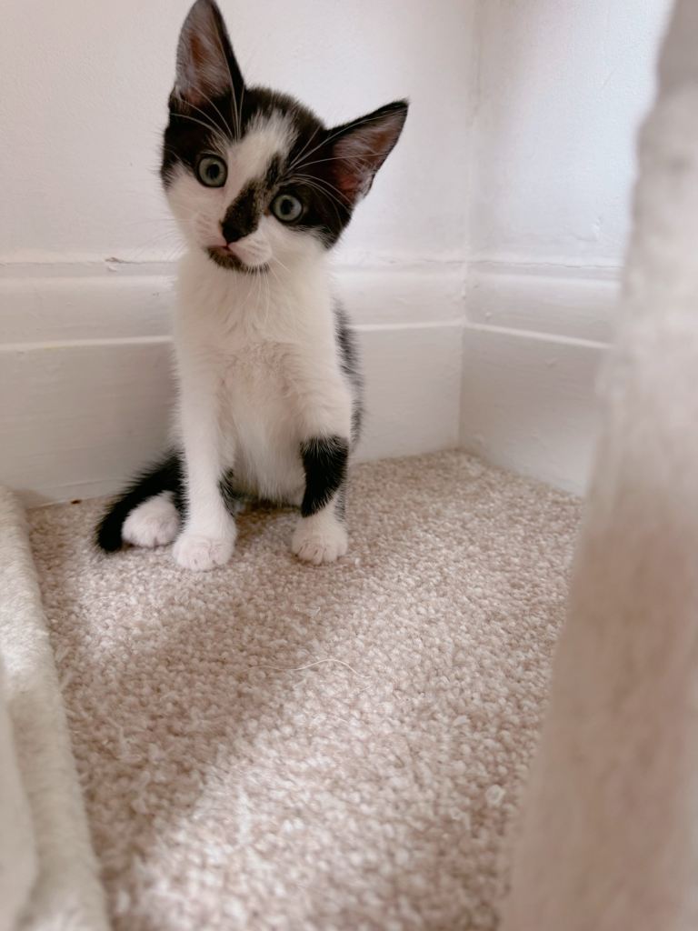 2 male kittens fully black and a black and whites 