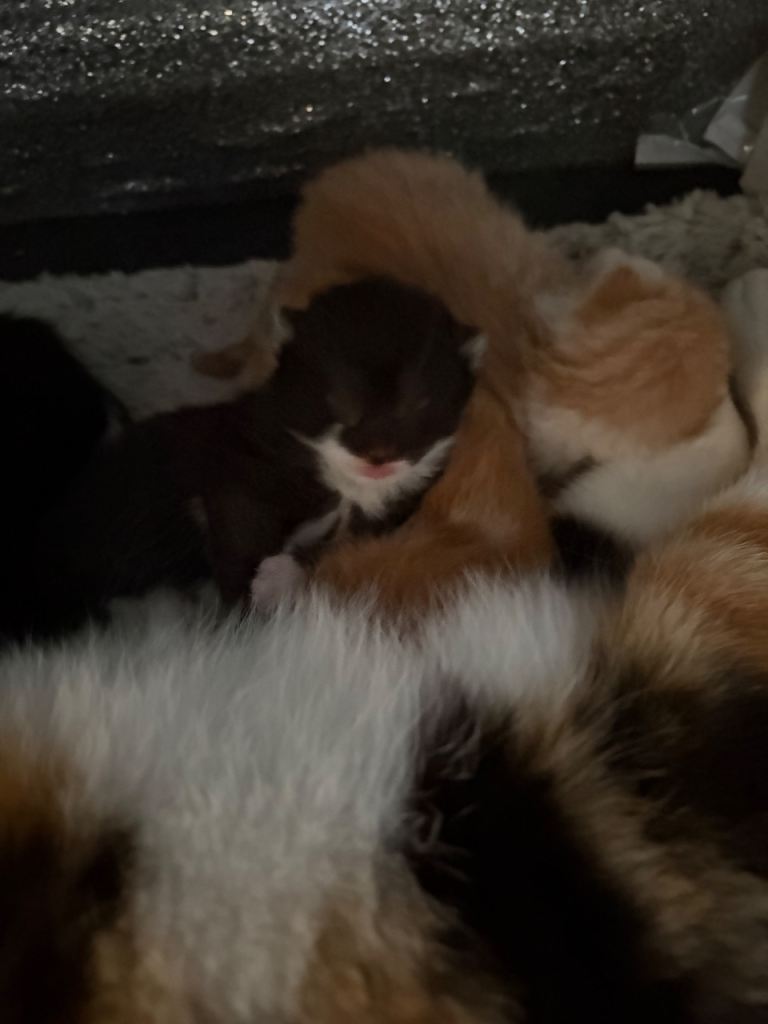 Ginger and black-white kittens