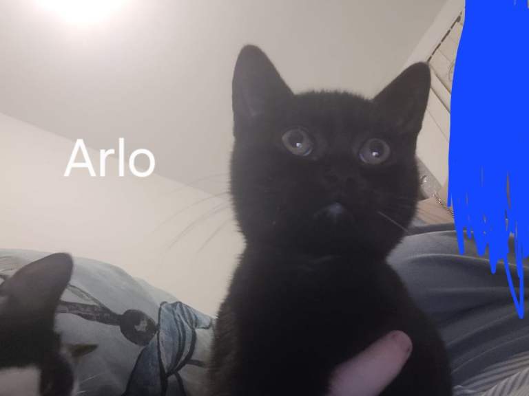 6 kittens for sale