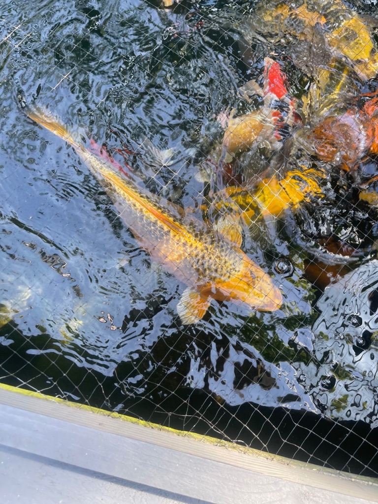 Koi carp