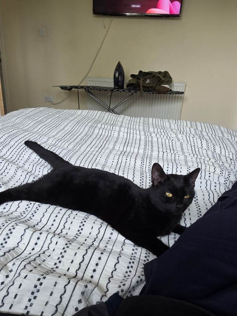 2 beautiful female kittens 5months old 