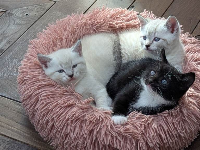 Beautiful Siamese mix kittens 2 girls and one boy