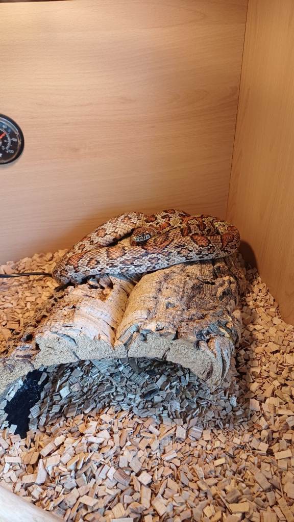 Jungle corn snake + vivarium + cupboard