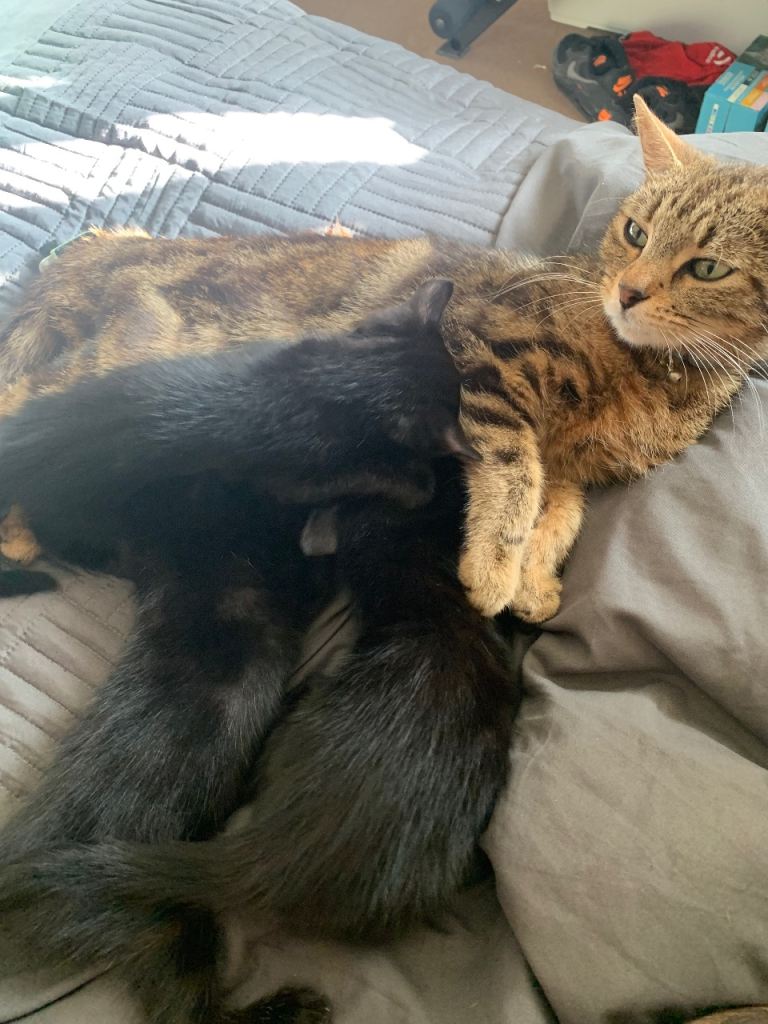 Dark marble kittens 
