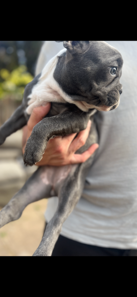 French bulldog puppies 