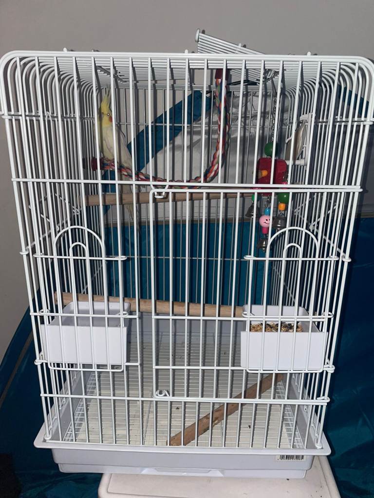 14week old cockatiel 