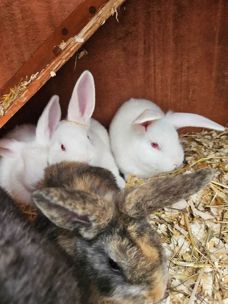 Mini lops for sale 