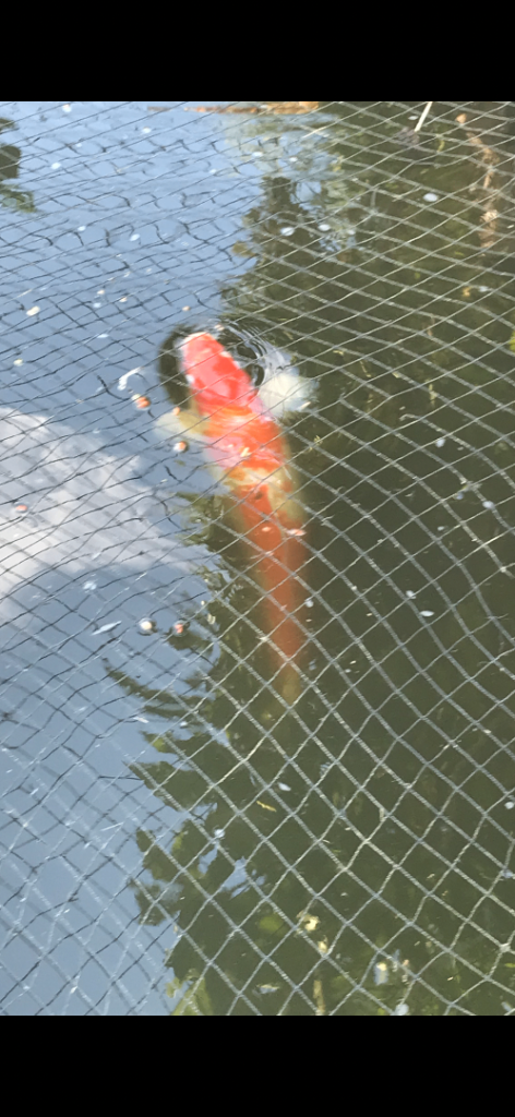 Japenese koi and 2 golden orfe