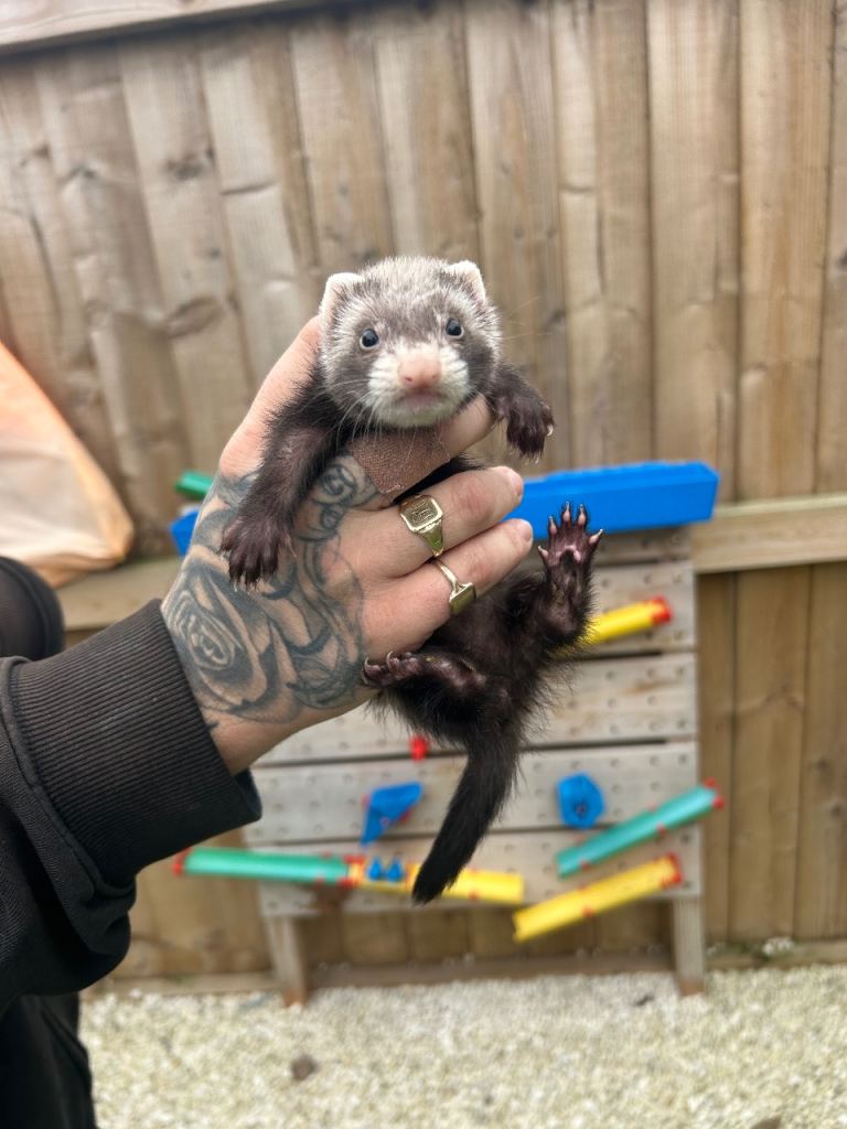 Baby ferrets