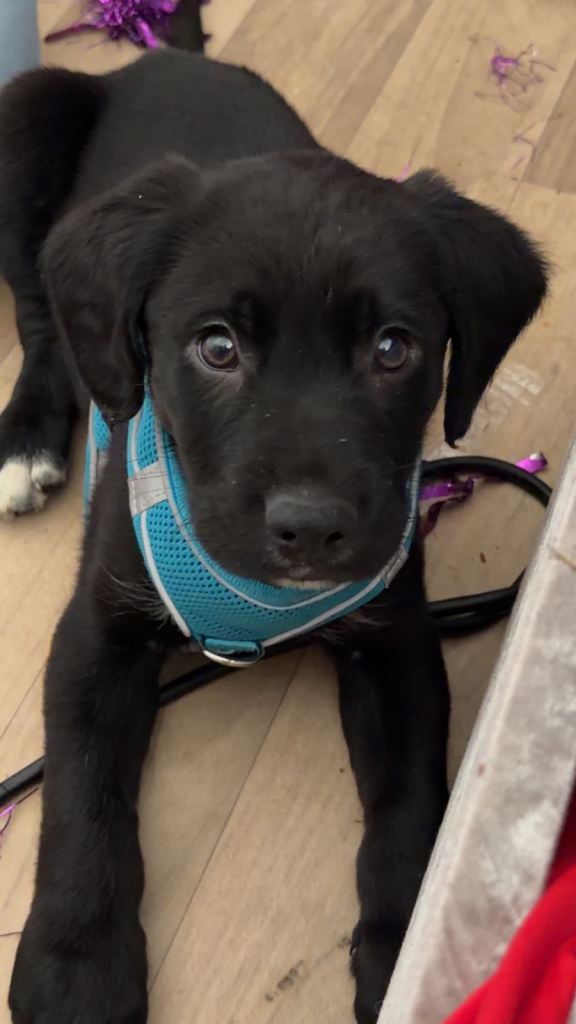 11 Week old Border Collie/Cocker Spaniel mix