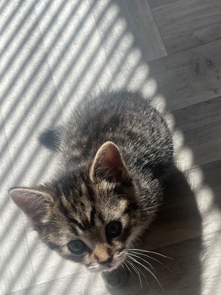 Grey male kittens