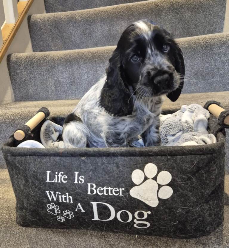 Cocker Spaniel Show Type Puppy. KC registered