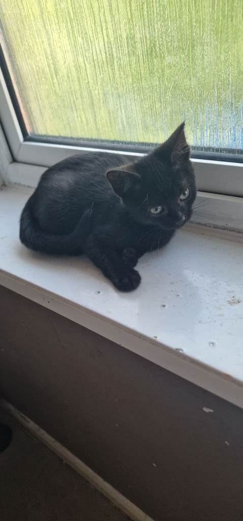 kittens looking for homes