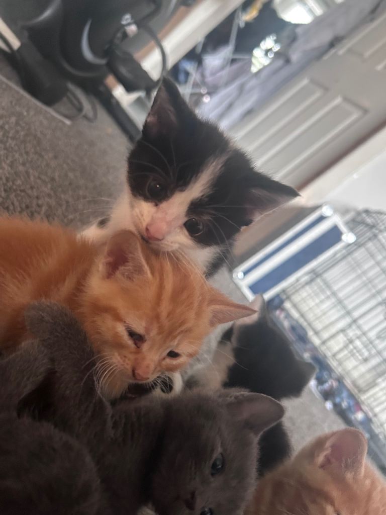 Beautiful loving kittens 