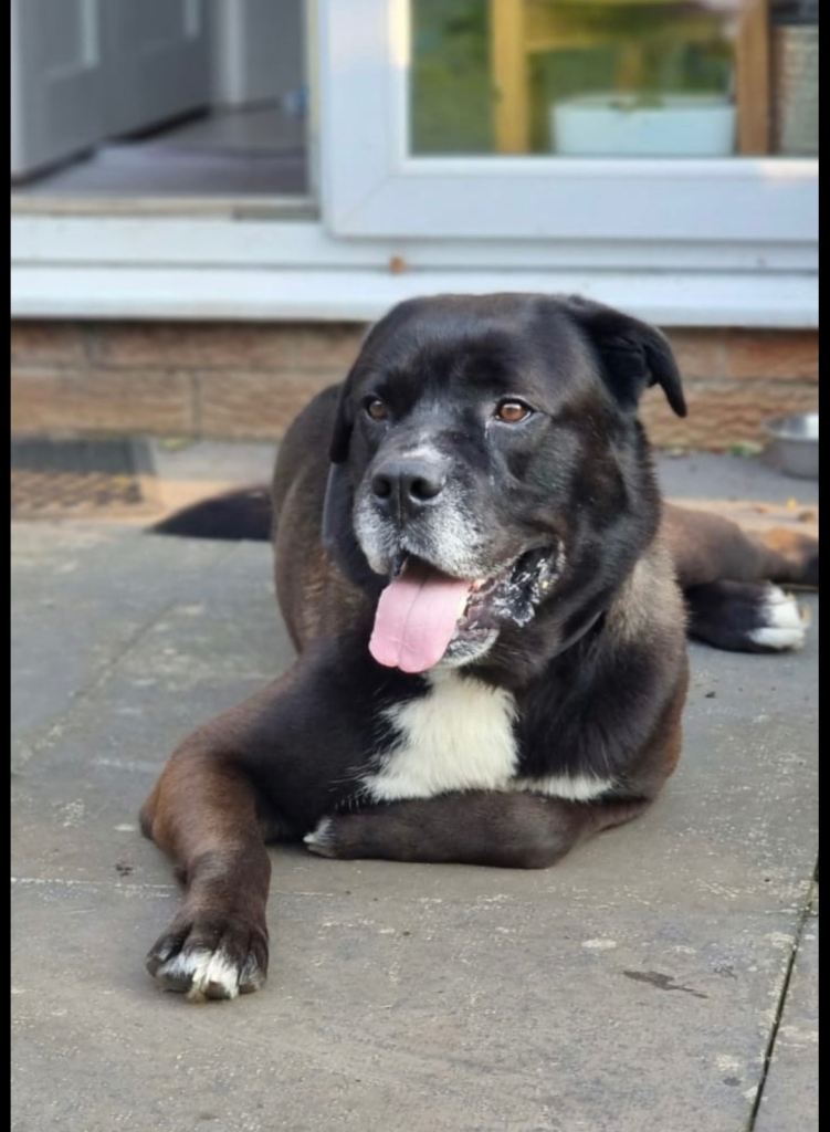 Dog for rehoming 