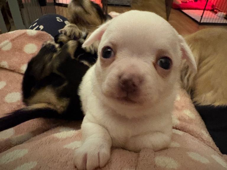 Chihuahua boy puppy for sale (harry)
