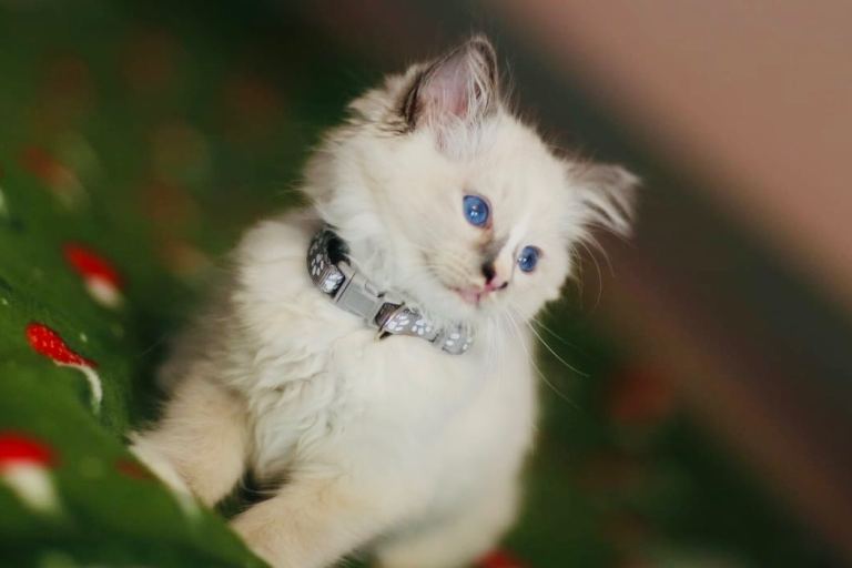 Ragdoll kittens 