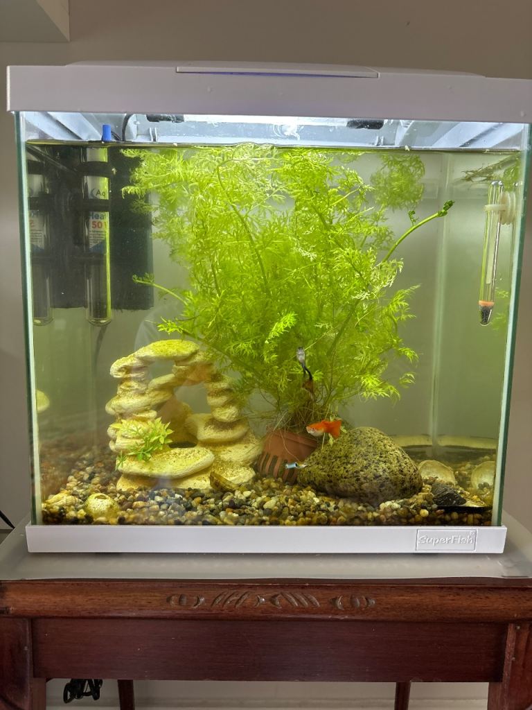 Fish tank and  guppies and loads Of equipment 