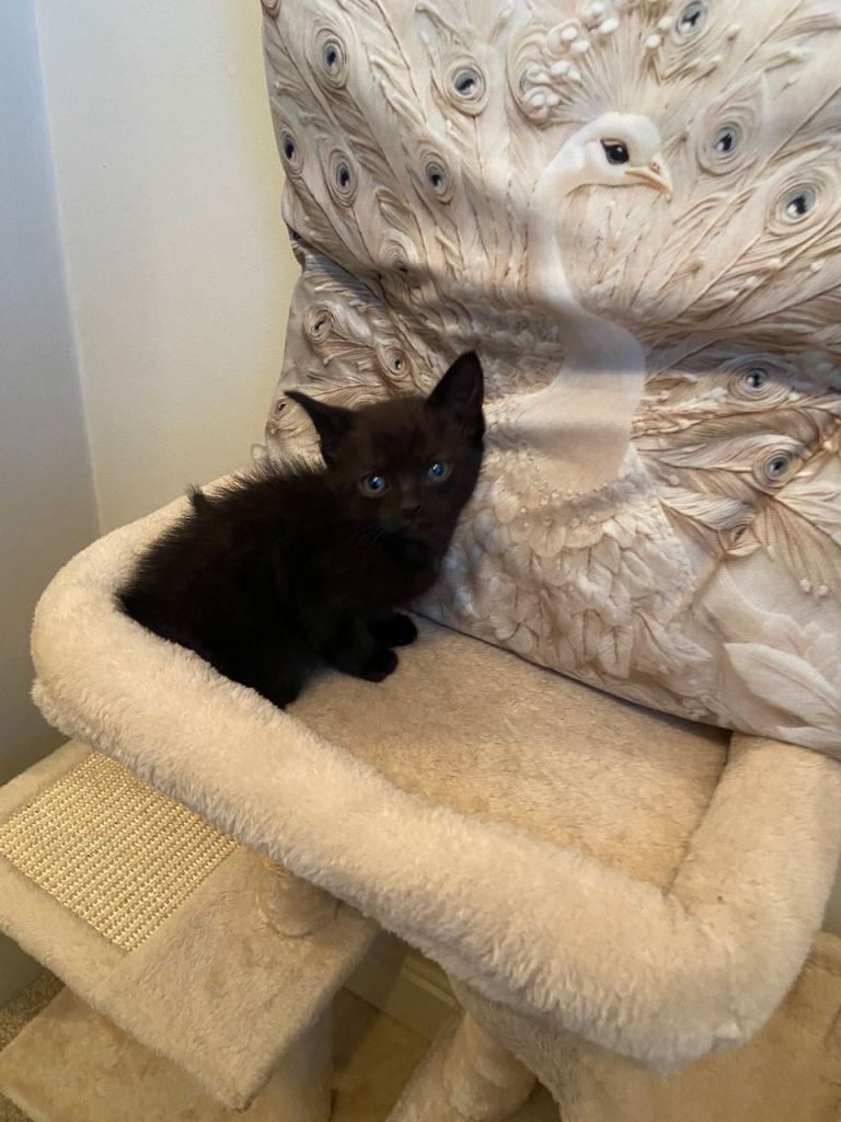 Female Black Kitten 