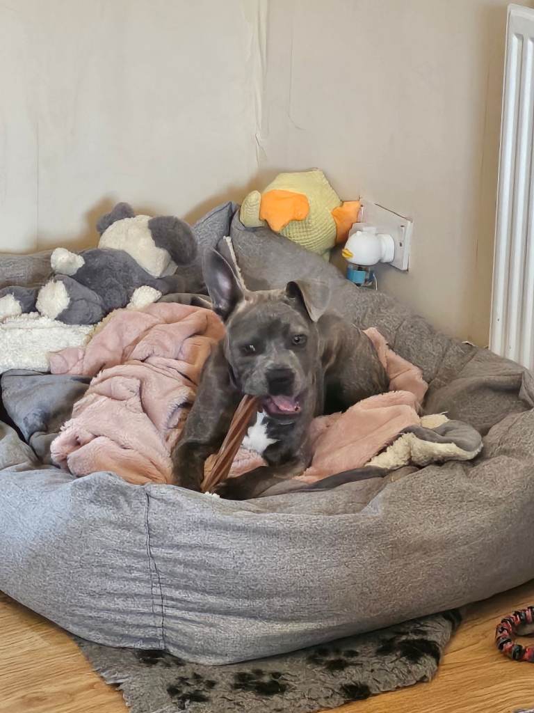 Staffy Frenchie cross