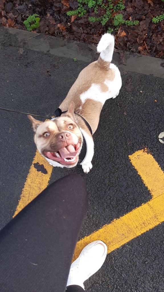 Jack Russell x Junior Poodle 