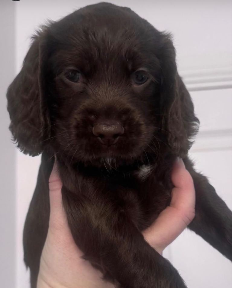  1 girl left Beautiful cocker spaniel puppy’s 