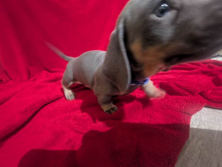 Miniature dashunds blue tan