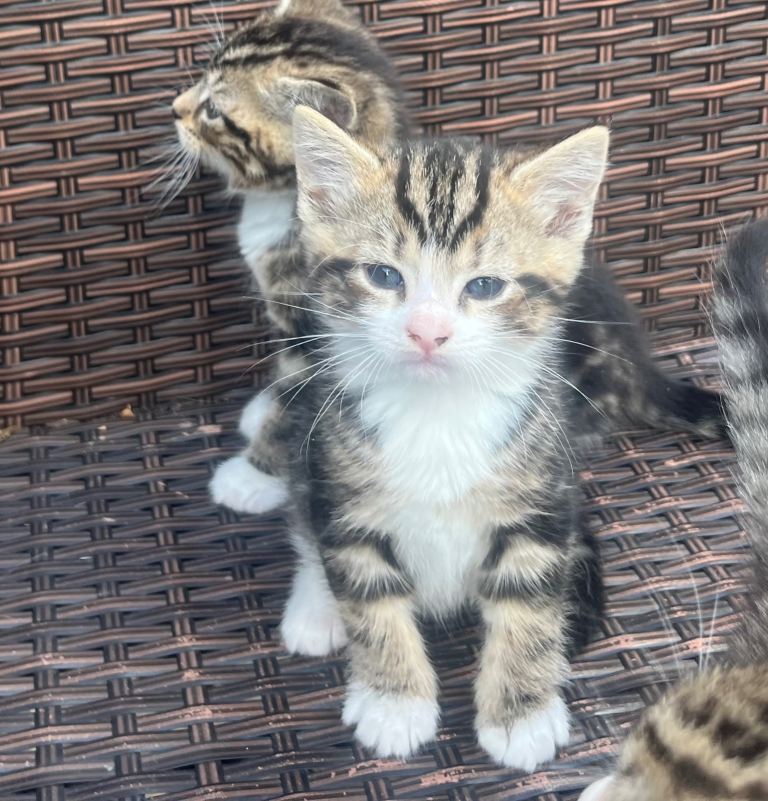 Here we are 3adorable kittens