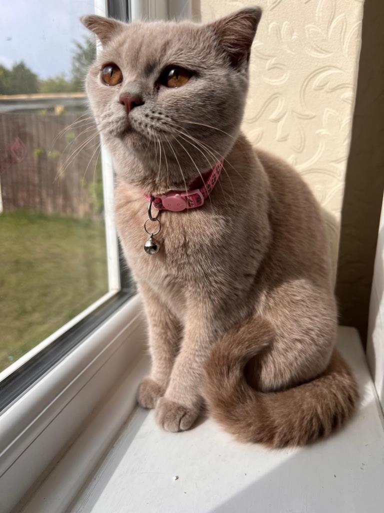 Gorgeous, rare BSH Kitten 