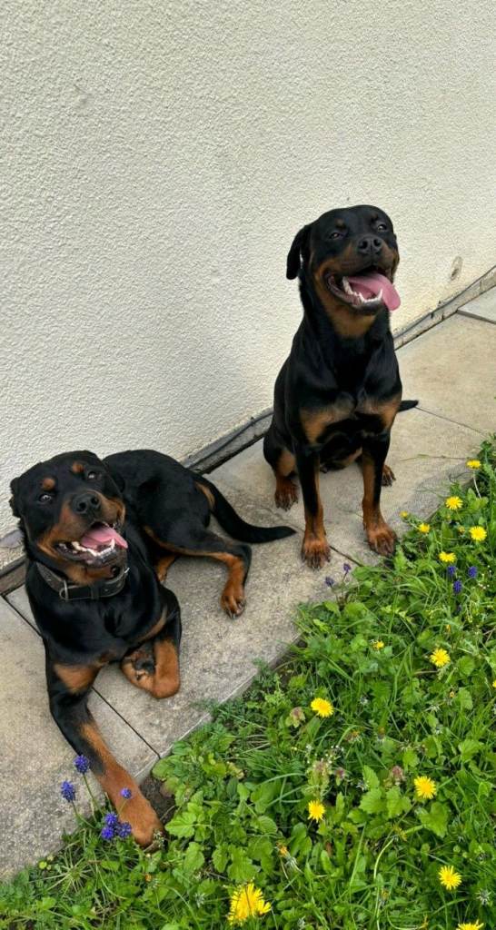 Pedigree rottweiler puppies for sale