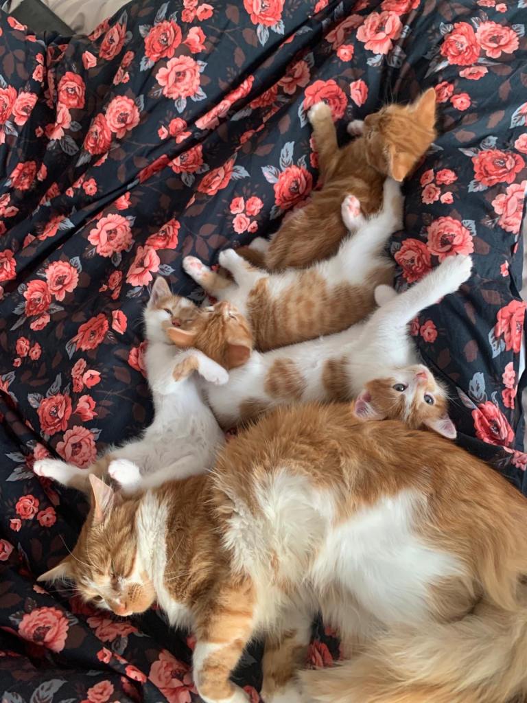 Kittens Looking For Forever Home 🏡💕