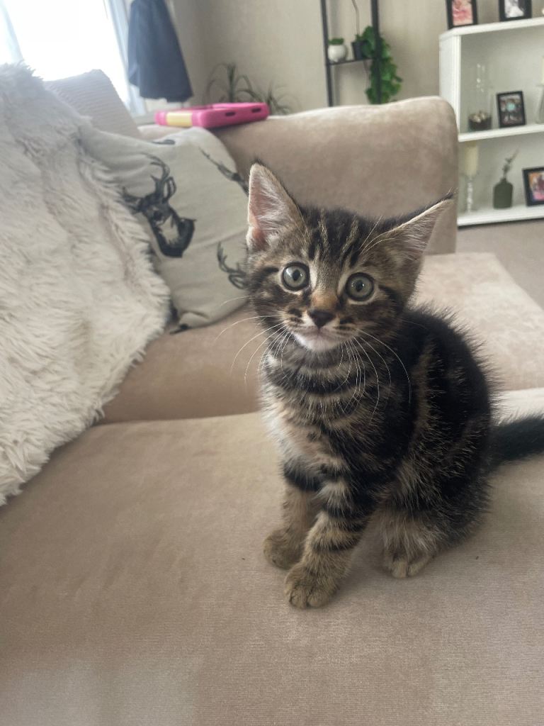 Last male kitten