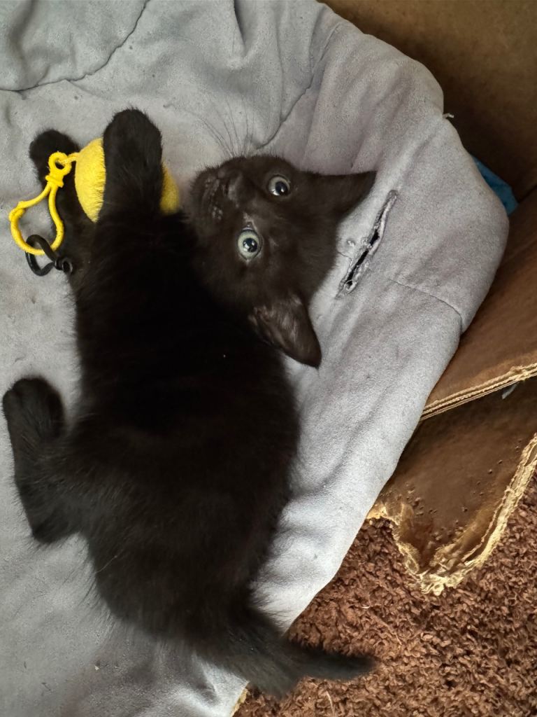 Gorgeous kittens looking for a new home.