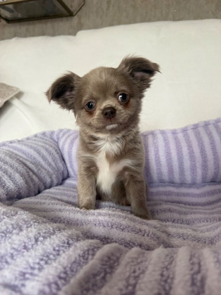 Longhair chihuahua puppies applehead
