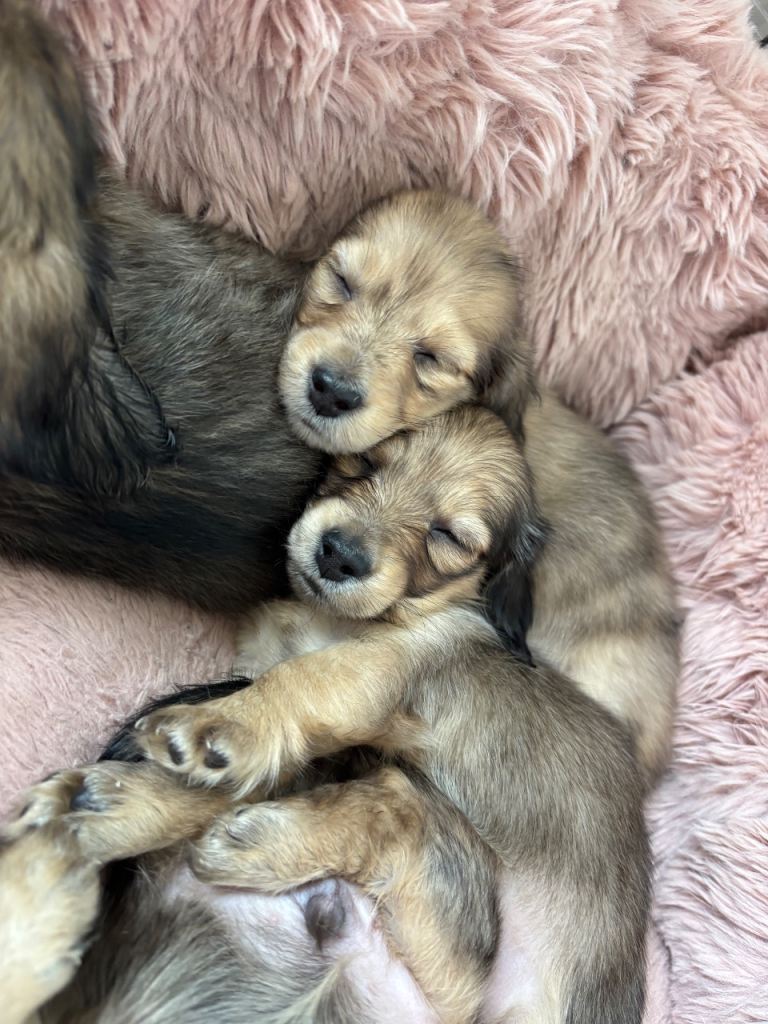 Beautiful Long-Haired Miniature Dachshund Puppies