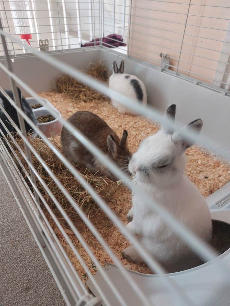 Netherland dwarf baby bunnies