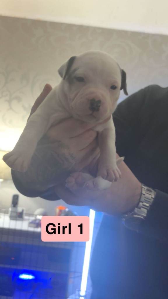 Staffy pups for sale 