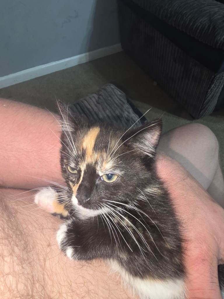 Ragdoll/ maine coon kittens 