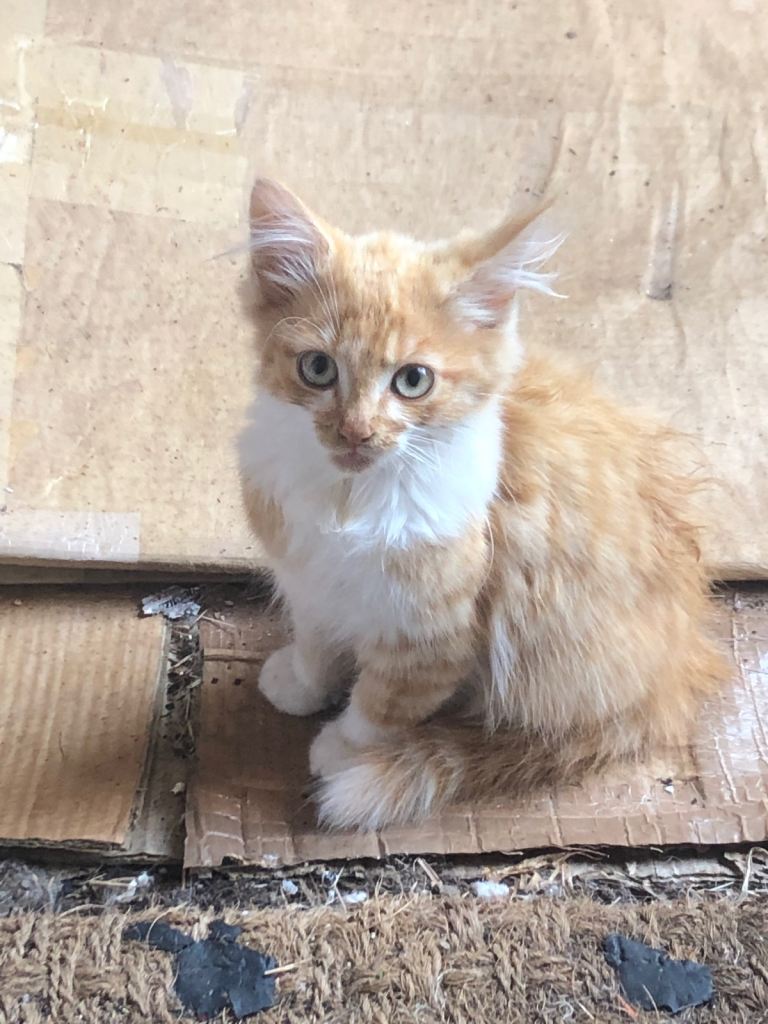 Kittens ready to leave now. All available 