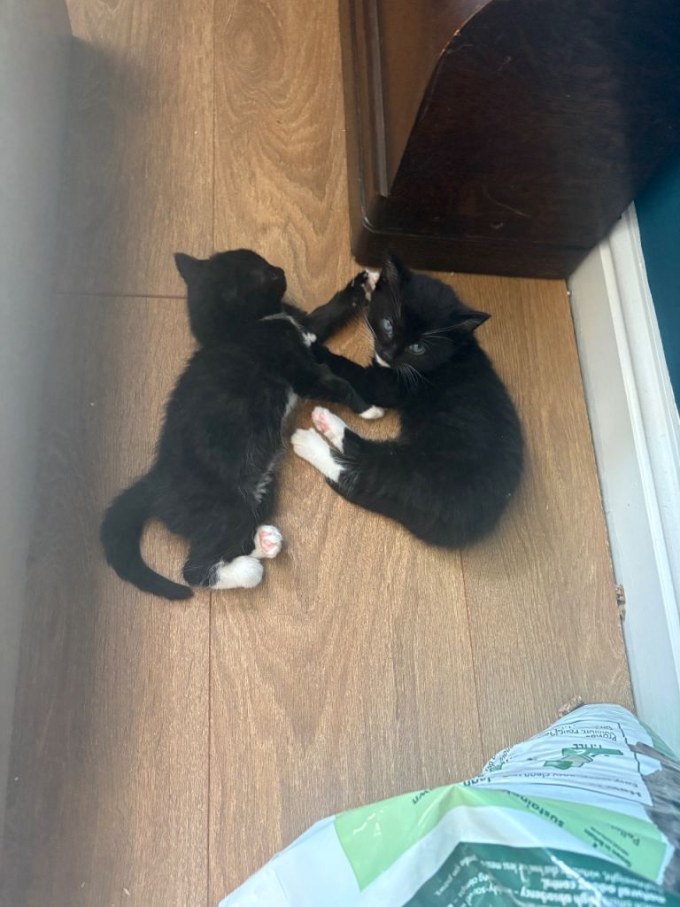 Kittens 