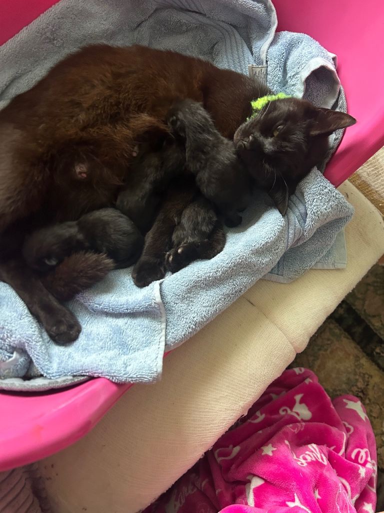 5 kittens looking for forever homes 