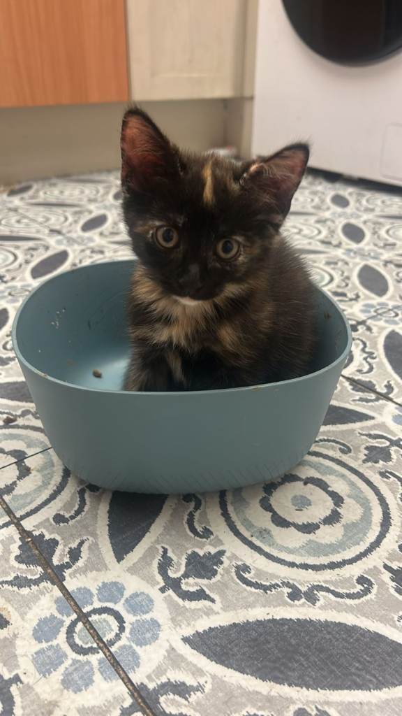 Kittens