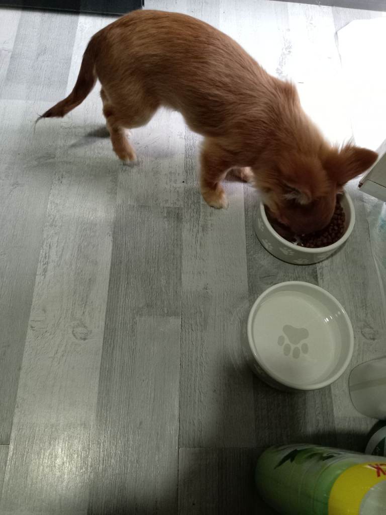 Boy chihuahua 5months