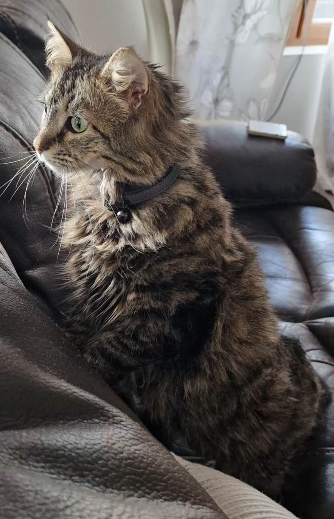 Gorgeous mix Maine Coon and Siberian Cat