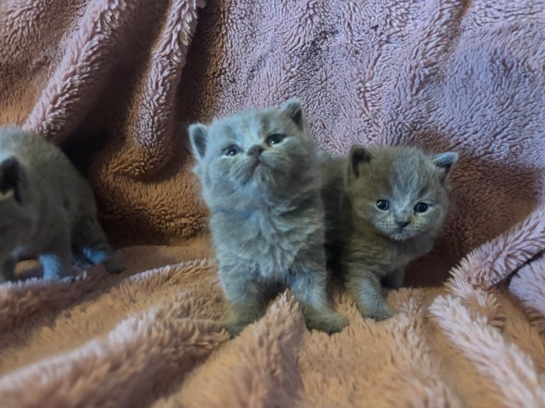 British blue shorthair kittens ready 22/10