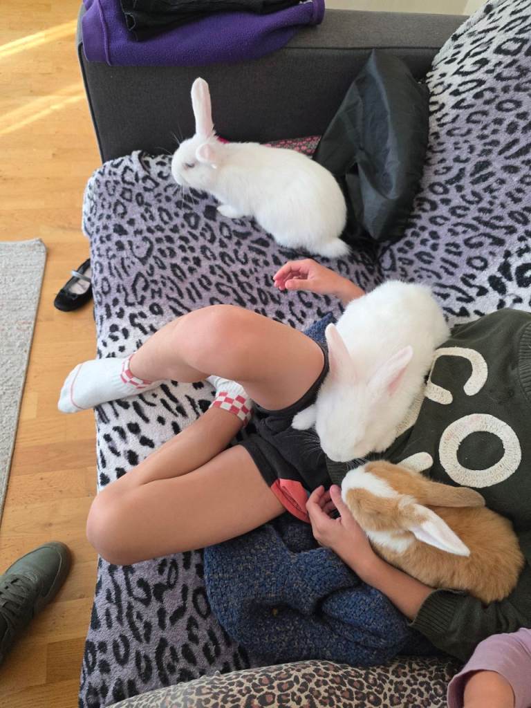 Bunnies 