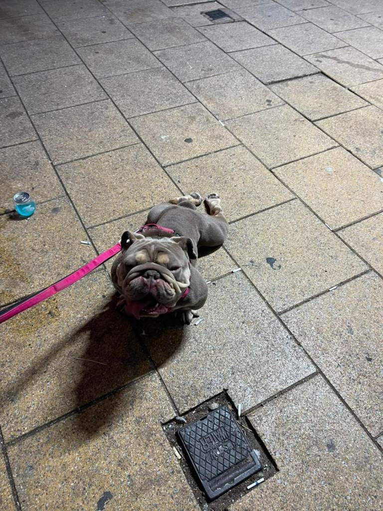 Lilac chocolate English bulldog female 1year +